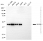 KD-Validated Anti-SH3GL1 Mouse Monoclonal Antibody
